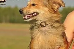 Czikita mikro sunia do pilnej adopcji,  mazowiecki