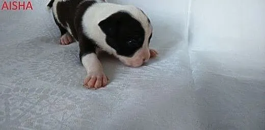 Mocne szczeniaki American Staffordshire Terier, o