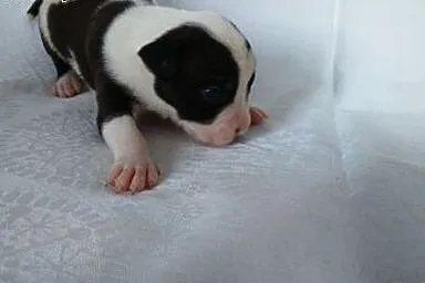 Mocne szczeniaki American Staffordshire Terier,  o