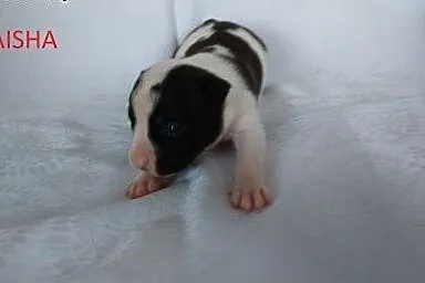 Mocne szczeniaki American Staffordshire Terier,  o