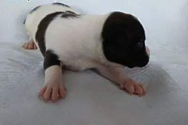 Mocne szczeniaki American Staffordshire Terier,  o