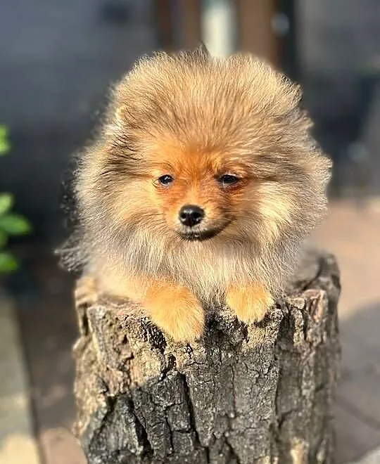 Pomeranian, Łódzkie, Bełchatów