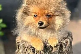 Pomeranian