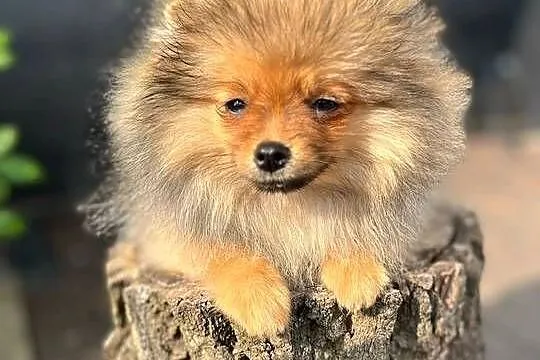 Pomeranian, Łódzkie, Bełchatów