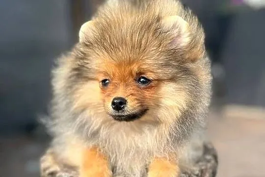 Pomeranian, Łódzkie, Bełchatów