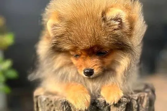 Pomeranian, Łódzkie, Bełchatów