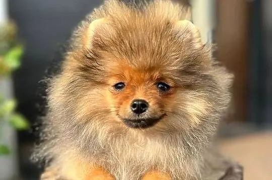 Pomeranian, Łódzkie, Bełchatów