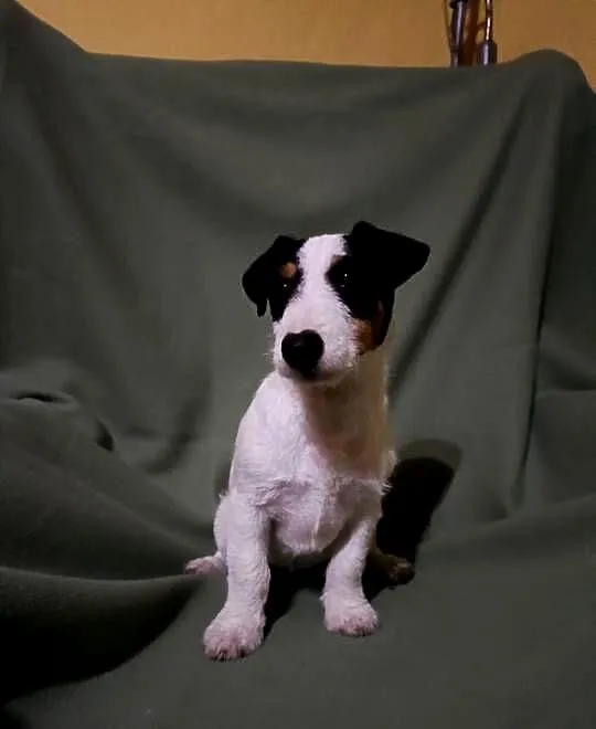 Wzorcowy Jack Russell terrier suczka tricolor, Opolskie, Krapkowice