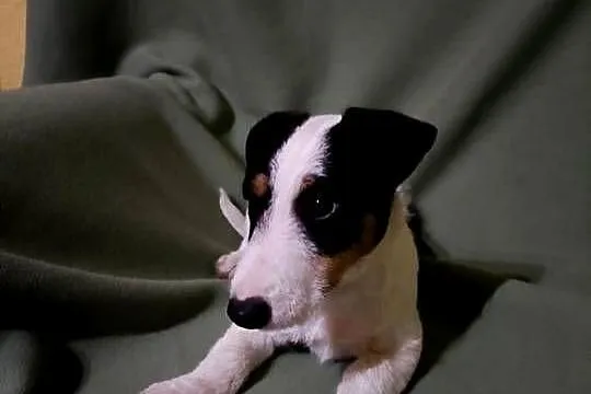 Wzorcowy Jack Russell terrier suczka tricolor, Opolskie, Krapkowice