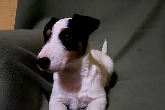 Wzorcowy Jack Russell terrier suczka tricolor, Opolskie, Krapkowice