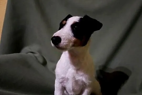 Wzorcowy Jack Russell terrier suczka tricolor, Opolskie, Krapkowice