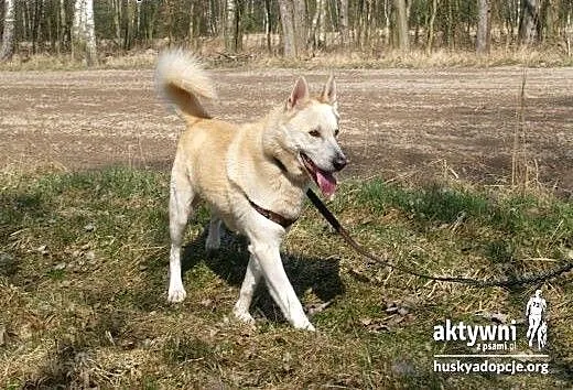 ZORRO- pogodny i inteligentny pies do adopcji, łó