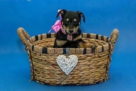 Malutki piękny szczeniaczek poleca się do adopcji,