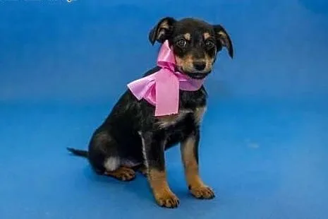 Malutki piękny szczeniaczek poleca się do adopcji,