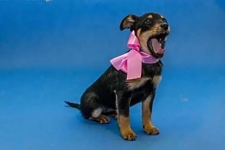 Malutki piękny szczeniaczek poleca się do adopcji,