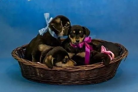 Malutki piękny szczeniaczek poleca się do adopcji,