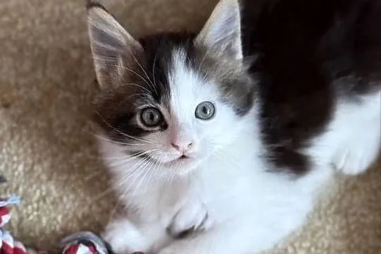 Kotka Maine Coon gotowa do odbioru, Dolnośląskie, Wrocław
