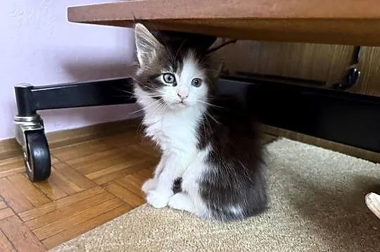 Kotka Maine Coon gotowa do odbioru, Dolnośląskie, Wrocław
