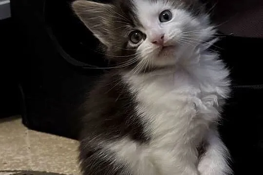 Kotka Maine Coon gotowa do odbioru, Dolnośląskie, Wrocław