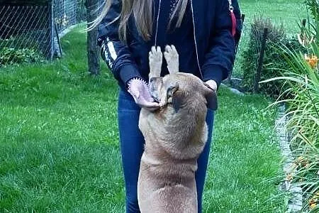 Gufi, grzeczny w domu, niekonfliktowy, zrównoważon