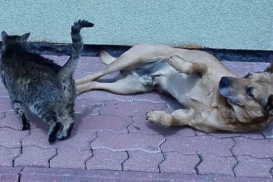 Gufi, grzeczny w domu, niekonfliktowy, zrównoważon
