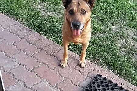 Gufi, grzeczny w domu, niekonfliktowy, zrównoważon