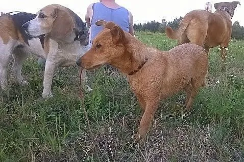 LUNKA radosna, młodziutka kruszynka czeka na dom