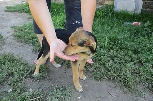 Dwa sześciomiesięczne szczeniaki w opresji,  święt