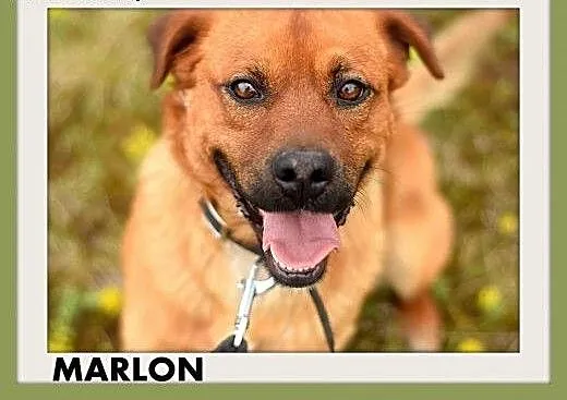 MARLON,średni,łagodny,wesoły,rodzinny piesek.ADOPC