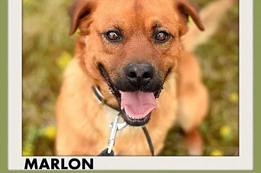 MARLON,średni,łagodny,wesoły,rodzinny piesek.ADOPC