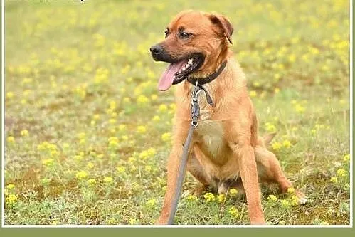 MARLON,średni,łagodny,wesoły,rodzinny piesek.ADOPC