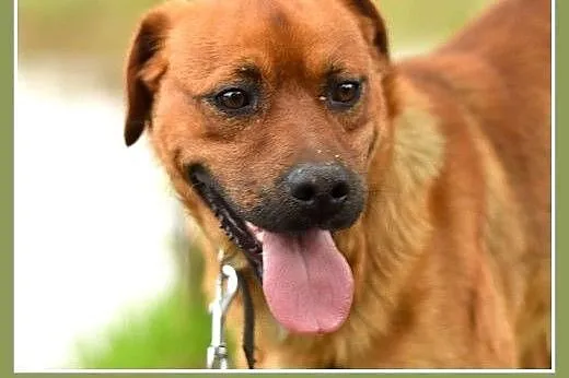 MARLON,średni,łagodny,wesoły,rodzinny piesek.ADOPC