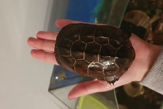 Oddam żółwia chińskiego