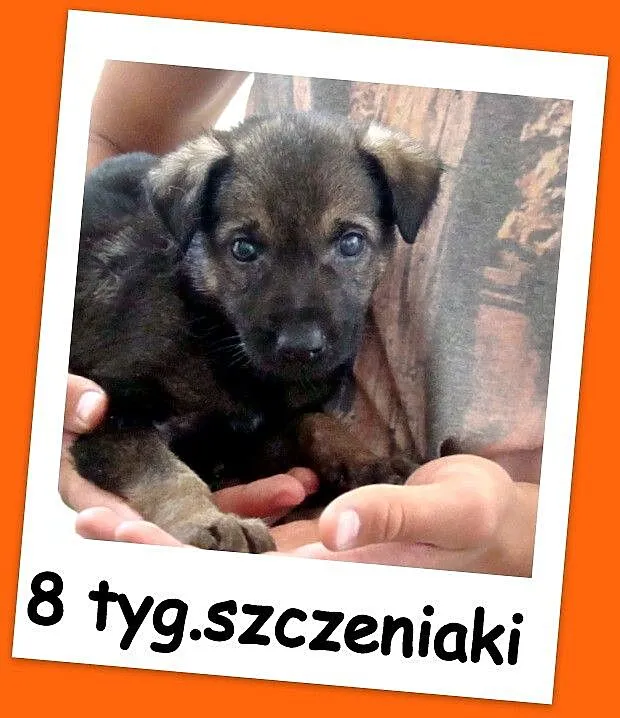 Pieski i suczki,8tyg_szczeniaki Leśne, średnie_Ado