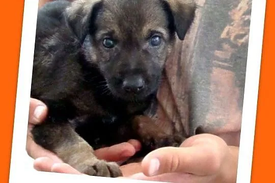 Pieski i suczki,8tyg_szczeniaki Leśne, średnie_Adopcja_