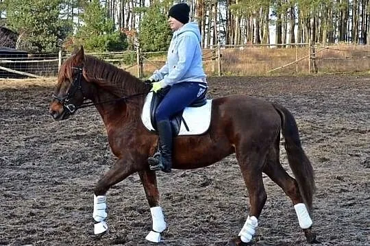 Wałach andaluzyjski jest w Pl, Wielkopolskie, Złotów