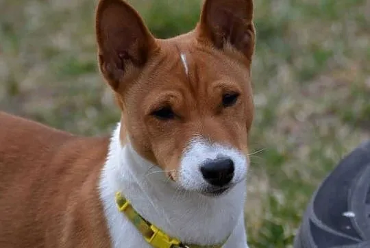Basenji - sunia Z Klanu Łobuzów FCI - paszport EU
