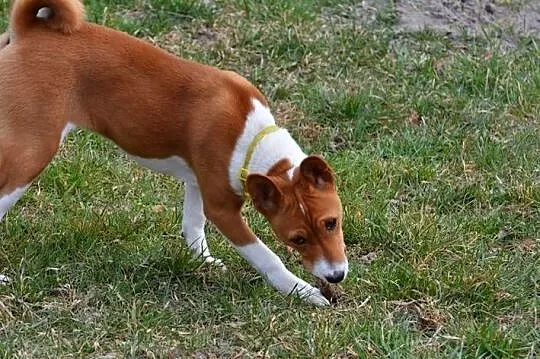 Basenji - sunia Z Klanu Łobuzów FCI - paszport EU, Lubelskie, Chełm