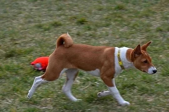 Basenji - sunia Z Klanu Łobuzów FCI - paszport EU, Lubelskie, Chełm