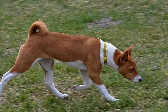 Basenji - sunia Z Klanu Łobuzów FCI - paszport EU, Lubelskie, Chełm
