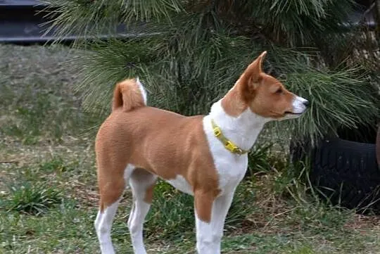 Basenji - sunia Z Klanu Łobuzów FCI - paszport EU, Lubelskie, Chełm