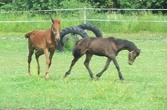 Oferuję POMOC PRZY KONIU / KONIACH, Rzeszotary