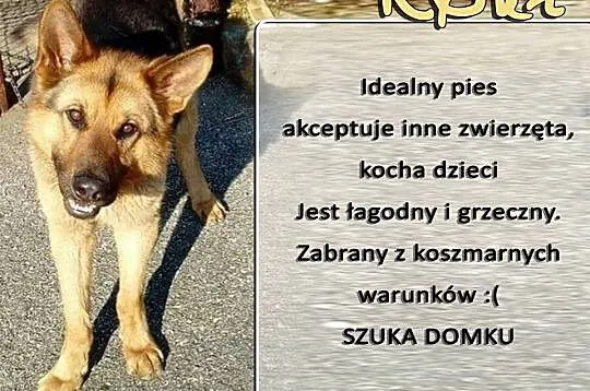 Młody Roki, OWCZAREK NIEMIECKI mix szuka wspaniałego domu!