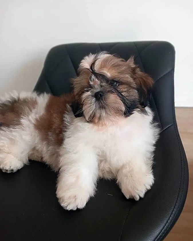 Shih-Tzu, Opolskie, Strzelce Opolskie