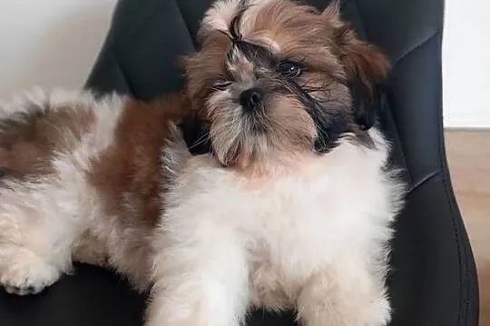 Shih-Tzu, Opolskie, Strzelce Opolskie