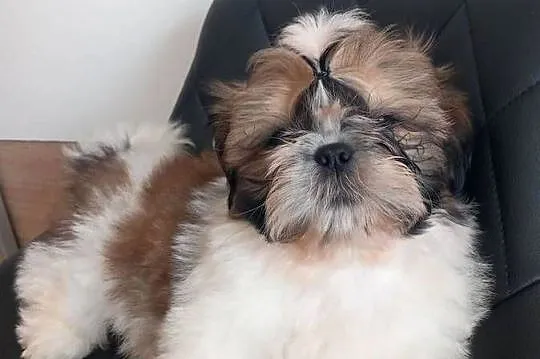 Shih-Tzu, Opolskie, Strzelce Opolskie