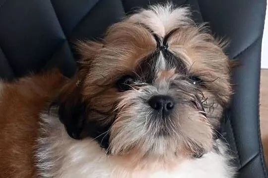 Shih-Tzu, Opolskie, Strzelce Opolskie