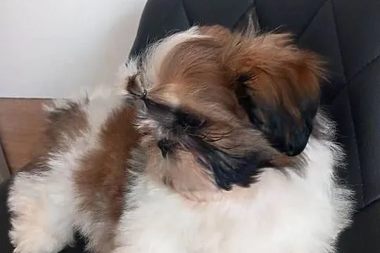 Shih-Tzu, Opolskie, Strzelce Opolskie