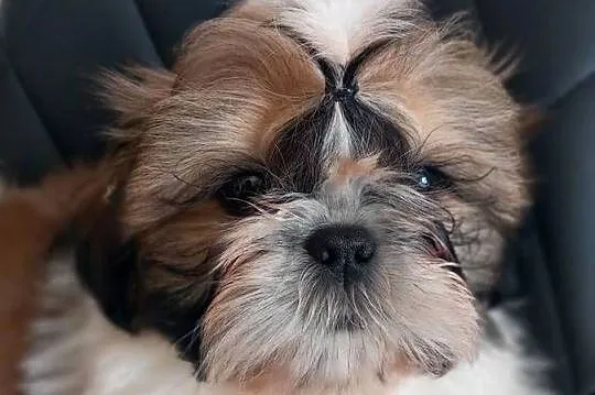 Shih-Tzu, Opolskie, Strzelce Opolskie