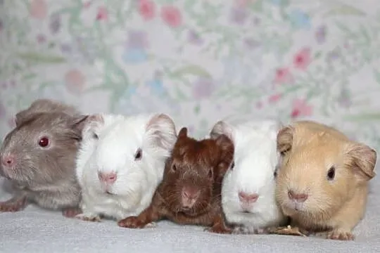 Świnka morska,świnki morskie cavia domowa